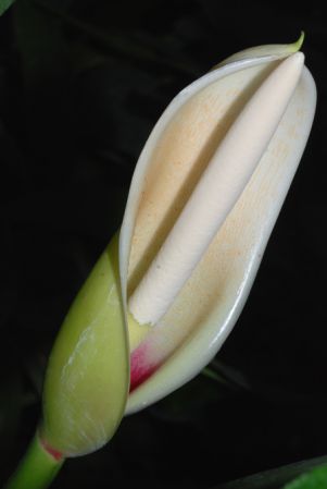From Heredia, Costa Rica, pictured at the Jardin Botanique de Lyon (France) Image Copyright © 2010 by David Scherberich