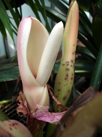 Pictured at the Botanischer Garten und Botanisches Museum Berlin-Dahlem (Germany) Image Copyright © 2006 by David Scherberich