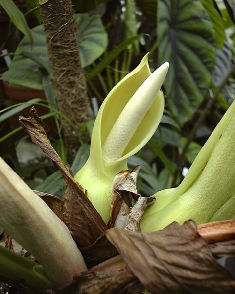 文件:PhilowittianumCroat 10.jpg