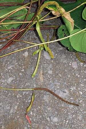 Croat 104232, pictured in Carchi, Ecuador Image Copyright © 2013 by David Scherberich