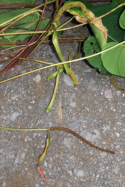 文件:AnthbernaliiBD 04.jpg