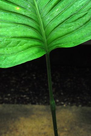 Pictured at the Jardin Botanique du Montet (Nancy, France) Image Copyright © 2014 by David Scherberich