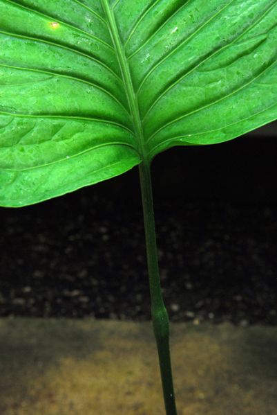 文件:Anthoerstedianum 03.jpg