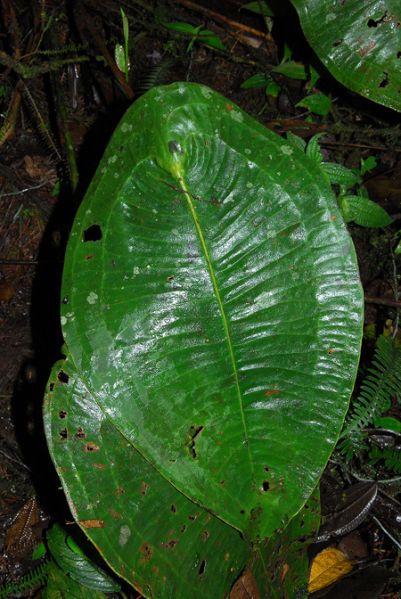 文件:Anthpeltigerum 02.jpg