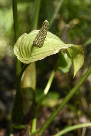 Pictured in Guatemala Image Copyright © 2014 by Frederic Muller