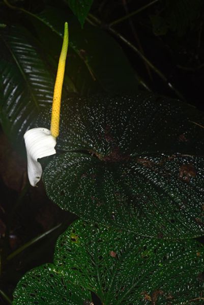 文件:AnthsplendidumFM 04.jpg