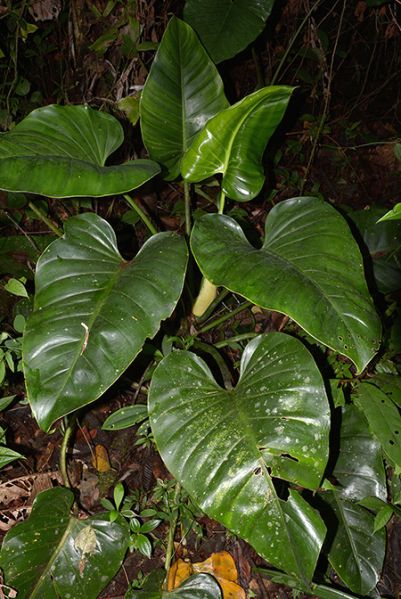 文件:Philoattenuatum 01.jpg