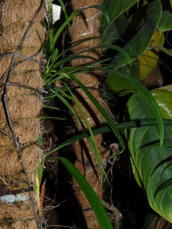 From Peru, pictured at the Jardin Botanique du Montet (Nancy, France) Image Copyright © 2008 by David Scherberich