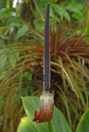 From Bolivar, Venezuela, pictured at the Jardin Botanique de Lyon (France) Image Copyright © 2020 by David Scherberich