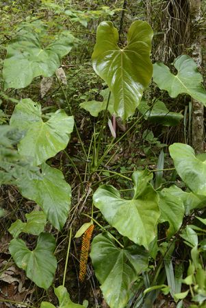 Pictured in Rio Escondido, Baja Verapaz, Guatemala Image Copyright © 2014 by Frederic Muller