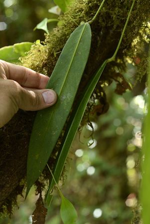 Pictured in Chiriquí, Panama Image Copyright © 2014 by Fred Muller