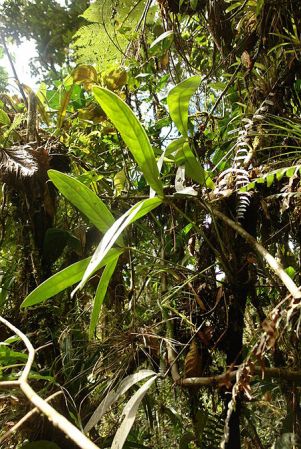 LN018, pictured in Ecuador Image Copyright © 2011 by Lars Nauheimer