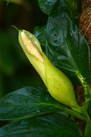 Pictured at the Jardin Botanique de Lyon (France) Image Copyright © 2018 by David Scherberich