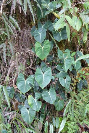 Pictured between Orosi and Gato, Cartago, Costa Rica Image Copyright © 2017 by Bruce Dunstan