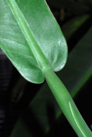 Leppard 1396 from Colombia, pictured in Royal Botanic Gardens, Kew Image Copyright © 2012 by David Scherberich