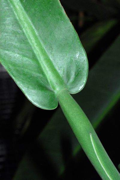 文件:Philoburle-marxii 04.jpg