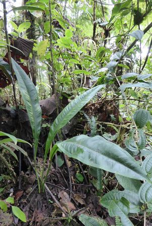 Pictured in La Planada Reserve, Narino, Colombia Image Copyright © 2018 by Bruce Dunstan