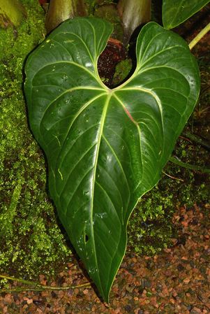 Pictured in the Botanischer Garten München (Germany) Image Copyright © 2016 by David Scherberich