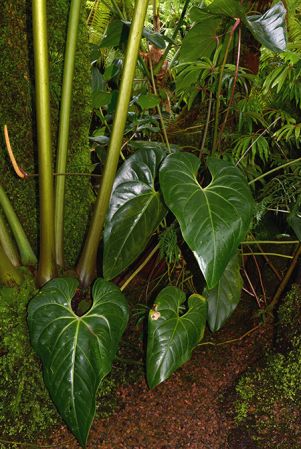 Pictured in the Botanischer Garten München (Germany) Image Copyright © 2016 by David Scherberich