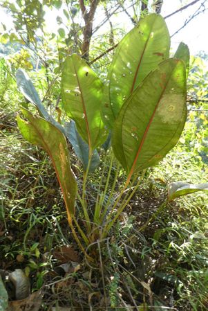 Pictured in Montezuma, Risaralda (Colombia) Image Copyright © 2019 by Bruce Dunstan