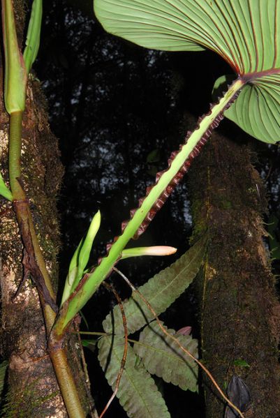 文件:Philoalatiundulatum 06.jpg