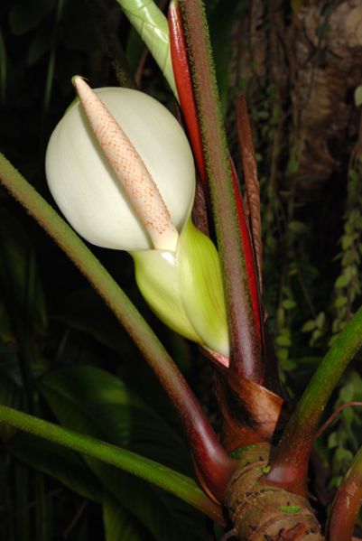 文件:PhilomalesevichiaeCroat 07.jpg