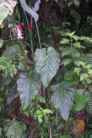 Pictured in Trafalgar Falls, Dominica Image Copyright © 2015 by Bruce Dunstan