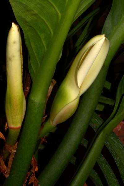 文件:PhiloacutifoliumCroat105670 02.jpg