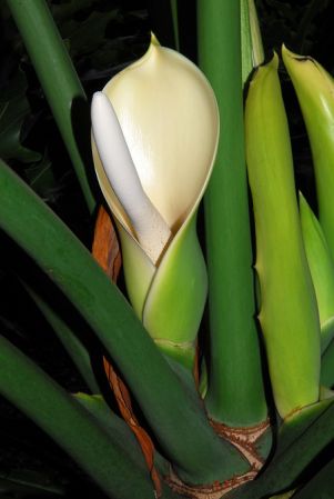 Pictured at The Kampong (Miami, Florida) Image Copyright © 2012 by David Scherberich