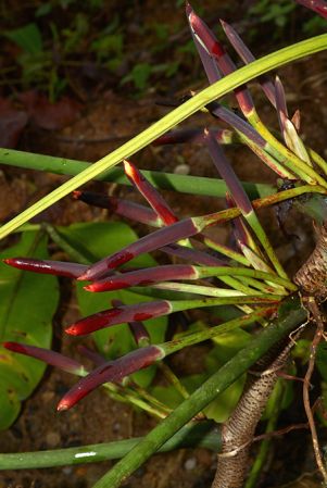 Croat 105773 pictured near Santiago, Morona Santiago (Ecuador) Image Copyright © 2015 by David Scherberich