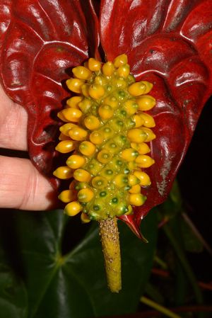 Pictured in Carchi, Ecuador (cultivated)Image Copyright © 2021 by David Scherberich
