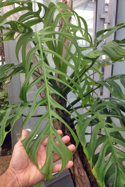 文件:Monsepipremnoides010366A 02.jpg