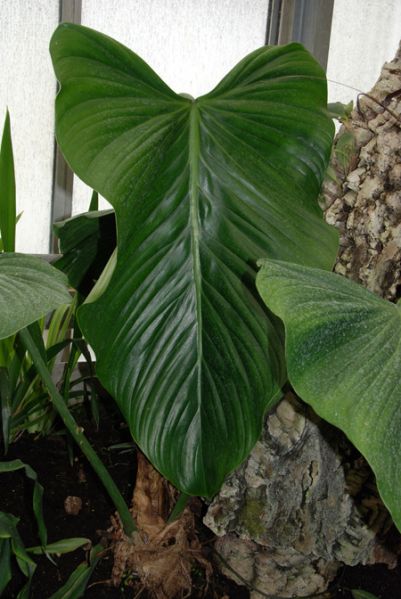 文件:Philoasplundii 11.jpg