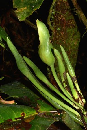Croat 105847 pictured in Yasuni National Park (Orellana, Ecuador) Image Copyright © 2015 by David Scherberich