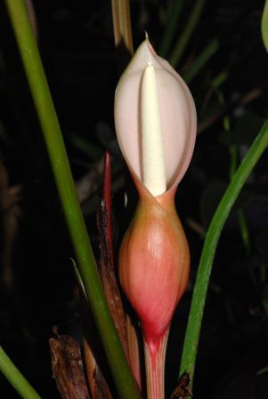 RMP 236 from Panama, pictured at the Jardin Botanique de Lyon (France) Image Copyright © 2012 by David Scherberich