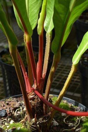 Harley 20301, pictured in Royal Botanic Gardens, Kew Image Copyright © 2018 by David Scherberich