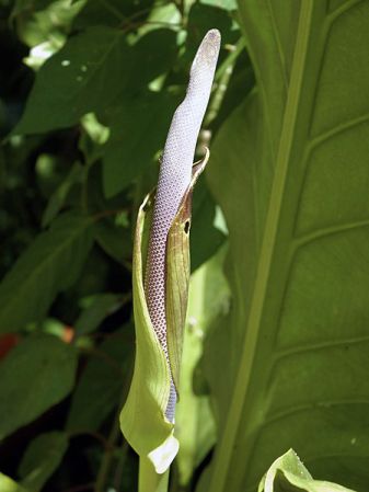 Pictured in Tikal, Guatemala Image Copyright © 2008 by Guy Gusman