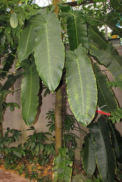文件:PhilogardeniodorumDH 01.jpg