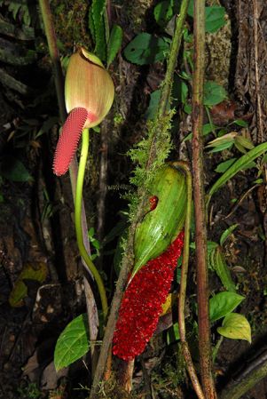 Croat 104604 pictured in Carchi, Ecuador Image Copyright © 2013 by David Scherberich