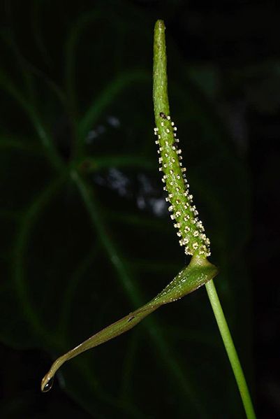 文件:AnthleuconeurumFM 06.jpg