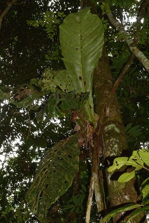 Pictured in Yasuni National Park (Orellana, Ecuador) Image Copyright © 2015 by David Scherberich