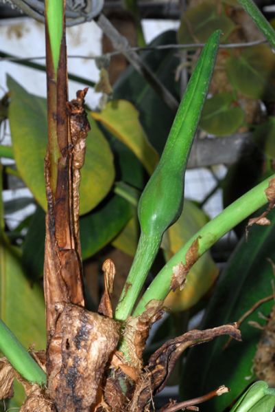 文件:Philoasplundii 21.jpg