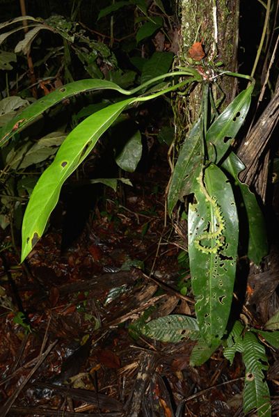 文件:AnthlongispadiceumCroat 07.jpg