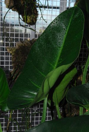 Pictured in Royal Botanic Gardens, Kew Image Copyright © 2012 by David Scherberich