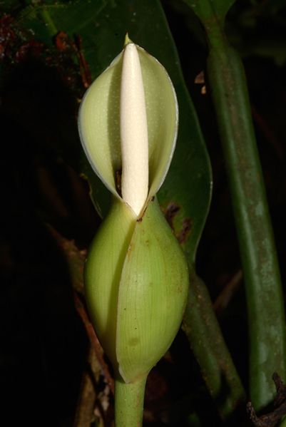 文件:Philocampii 05.jpg