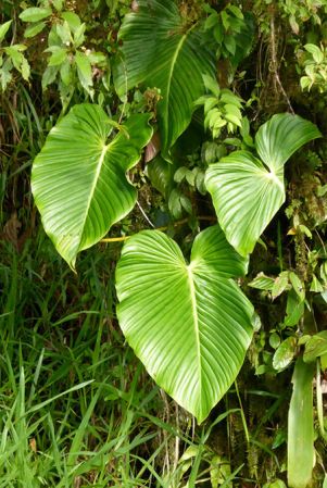 Pictured in Fortuna, Panama Image Copyright © 2016 by Bruce Dunstan