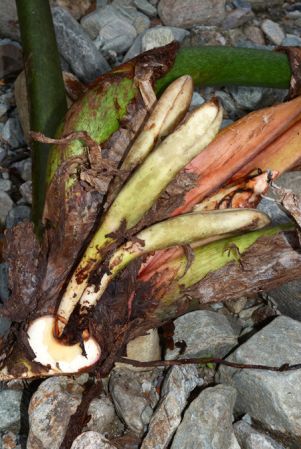 Croat 105498 pictured near El Chaco, Napo (Ecuador) Image Copyright © 2015 by David Scherberich