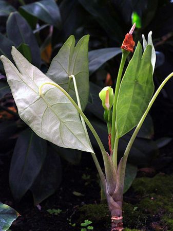 Pictured at the Jardin Botanique de Lyon (France) Image Copyright © 2007 by Fred Muller