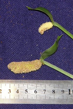 Pictured in Panama Image Copyright © 2011 by Lars Nauheimer