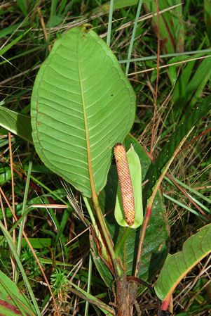 Croat 104097, pictured in Esmeraldas, Ecuador Image Copyright © 2013 by David Scherberich